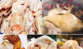Truy nguồn gốc gà ri đặc sản mổ sẵn 60 ngàn đồng/con