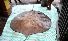 Con cá đuối nặng tới 216kg, dài 3,2m, rộng 1,9m