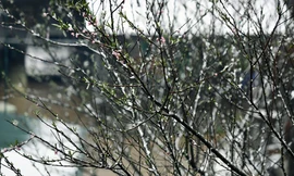 Hoa đào rừng rét quắt trong băng tuyết Sa Pa