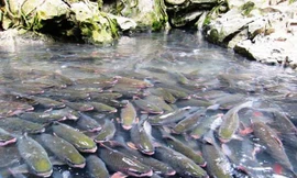 Suối cá ở xã Cẩm Lương 