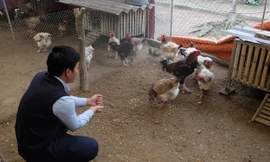 Gà Đông Tảo chân to như tay người giá 30 triệu đồng