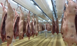 Heo được treo sạch sẽ trong phòng mát 0-40C