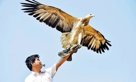 Thú chơi chim đại bàng của đại gia Việt tốn kém thế nào?