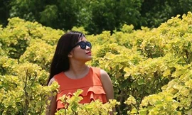 Vườn đinh Lăng rực rỡ sắc vàng của Trung tâm Dược liệu Phú Yên - nay là Công ty HebEco