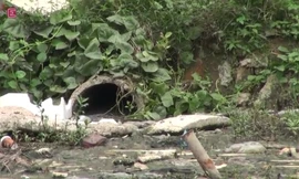 Cư dân Tứ Liên bị muỗi tấn công dữ dội