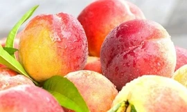 Những loại quả mùa hè dễ bị ngâm hóa chất nhất chợ
