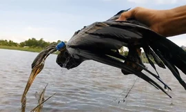 Chim cổ rắn anh Quy bắt được. Ảnh: Quốc Quy.