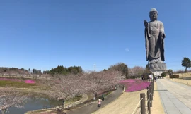 Tượng Phật bằng đồng cao kỷ lục và hoa anh đào