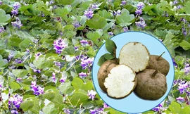 Hình ảnh củ Sâm tố nữ Việt Nam