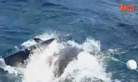 Cá mập tấn công đồng loại