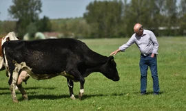 FrieslandCampina là sự kết hợp giữa đồng cỏ và đàn bò giống tốt Hà Lan