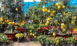 50 triệu đồng một cây bưởi Diễn chơi Tết ở Sài Gòn