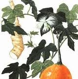 Bài thuốc chữa bệnh đái tháo đường