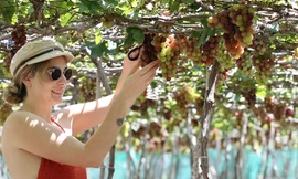 Lễ hội Nho và Vang 2019: Một Ninh Thuận sôi động và hấp dẫn
