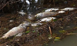 Cá chết nổi trên sông Phủ, thị trấn La Hà (huyện Tư Nghĩa). Ảnh: M.Hoàng.