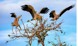 Những đàn Chim sải cánh bay về tổ tạo nên bức tranh thiên nhiên sinh động cho rừng tràm (nguồn ảnh: Internet)