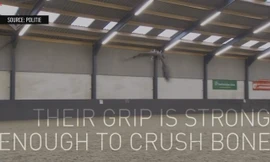 Hà Lan huấn luyện đại bàng để “diệt” flycam