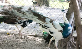Chim công đột biến màu ngũ sắc có giá 15 - 20 triệu đồng/con. Ảnh: Ngọc Lan. 
