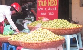 Theo người bán, thực tế táo mèo nhỏ, bị sâu nhiều mới có mức giá 17.000 đồng/kg bán tại Hà Nội. 