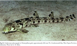 Tận thấy loài cá mập có thể đi bộ trên cạn vừa phát hiện được