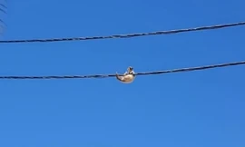 Mèo đánh đu trên dây điện thách thức lực lượng dân phòng