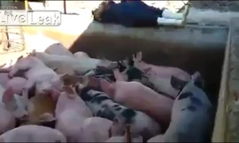 Nam thanh niên đang ngủ bị bạn đẩy vào... chuồng lợn