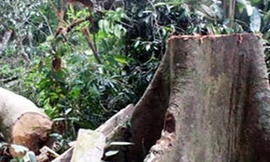 Rừng phòng hộ các tỉnh miền Trung bị tàn phá vì tình trạng người dân khai thác theo kiểu "triệt hạ" cây ươi cổ thụ. Ảnh:Q. Nhật.