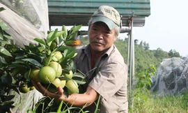 Ở vùng đất Khê Mây, ai cũng biết đến lão nông Đinh Văn Oánh (62 tuổi) với trang trại trồng cam theo quy trình sản xuất khép kín