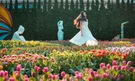 Tháng 3 ngọt ngào với Lễ hội hoa tulip lớn nhất Việt Nam 