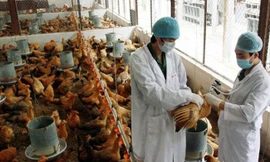 Kon Tum: Xuất hiện dịch cúm gia cầm A/H5N6
