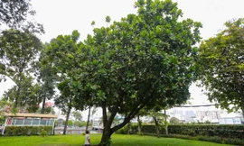 Cây bàng vuông 16 năm tuổi ở Sài Gòn vào mùa nở hoa