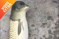 Sinh vật lạ 'thân cá, đầu chim' như photoshop gây xôn xao mạng xã hội