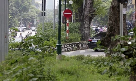 Hà Nội: Cây dại mọc như ở bãi hoang giữa phố Giảng Võ