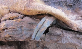 Phần xác ướp của một đứa trẻ. Nó có thể được chôn cất và ướp xác cách đây 1.500 năm. Ảnh: Kerry Muhlestein