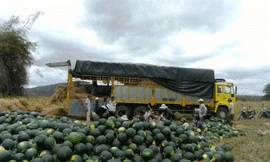 Dưa hấu đang là đích ngắm của thương lái TQ.