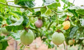 Công ty bầu Đức kỳ vọng thu 1.000 tỷ đồng từ chanh dây