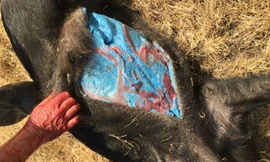 Thịt con lợn vẫn có màu đỏ bình thường, trong khi mỡ màu xanh. Ảnh: Iflscience