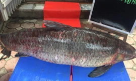Cá nặng tới 55kg, dài 1,5m.
