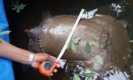 Con vật có thân hình giống con ba ba.