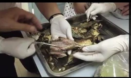 Ban quản lý KTX ĐH Quốc gia TPHCM kiểm tra ngay mẫu cá phát hiện có dòi