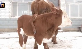 Bê đột biến có một chân vắt trên lưng ở Trung Quốc