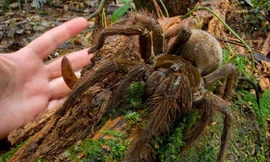 Nhện khổng lồ có tên khoa học là Theraphosa blondi. (Nguồn: livescience.com)