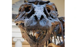 Hàm răng nhiều lỗ nhỏ của Sue. Ảnh: Wikimedia.