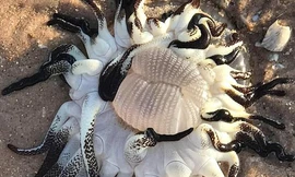 Xác sinh vật kỳ dị xúc tu đen ngoằn ngoèo khiến người dân Australia lo