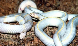 Những con trăn chúa California có màu trắng pha sọc vàng do chúng mắc bệnh bạch tạng. Ảnh: thekingsnakes.co.uk 