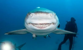 Con cá mập được cho là có nụ cười giống Bruce, nhân vật cá mập ăn chay trong bộ phim hoạt hình "Đi tìm Nemo". Ảnh: Caters.