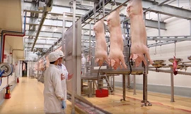 Tổ hợp nhà máy chăn nuôi – chế biến thịt lợn mát MEATDeli 