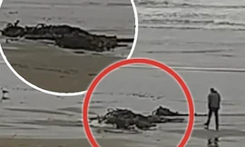 Vật thể lạ xuất hiện trên bờ biển nước Mỹ.