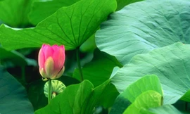 Lá và hoa sen mang lại nhiều lợi ích sức khỏe.