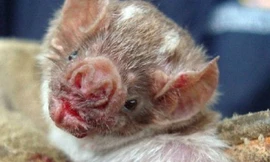 Dơi "ma cà rồng" hút máu làm lây lan bệnh dại, khiến 12 trẻ em tử vong ở Peru.